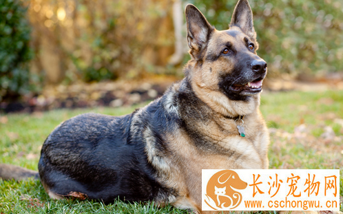 犬常见病的防治 犬疾病的综合防疫措施