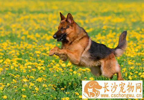 犬瘟热的治疗方法 定期预防接种加强消毒