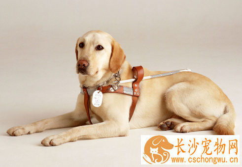 犬传染性肝炎治疗 是一种急性败血性传染病