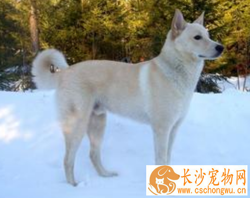 狂犬病能治吗 及时清洗伤口及时注射疫苗