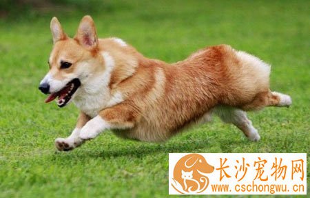 犬冠状病毒病 是一种急性胃肠道传染病