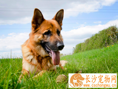 伪狂犬病的症状 对外界环境的抵抗力很强
