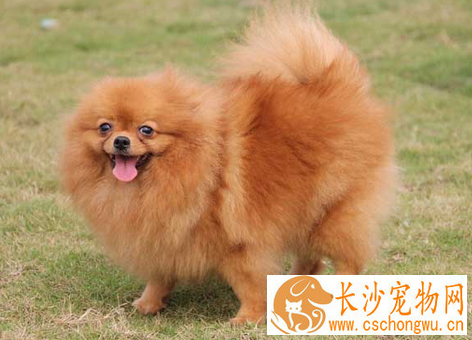 犬疱疹病毒感染 预防本病主要采取综合性措施
