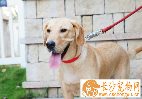 犬轮状病毒感染 消化道是本病的主要感染途径