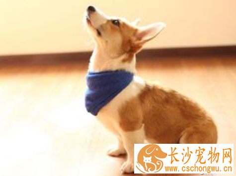 钩端螺旋体病 钩端螺旋体病是一种人兽共患病
