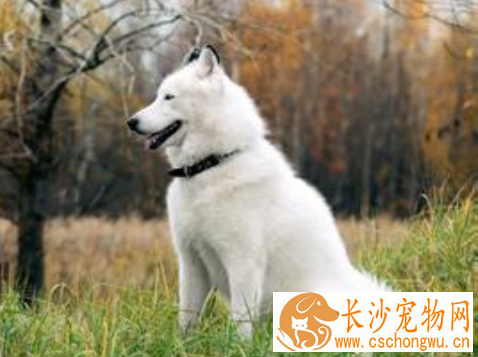犬副伤寒 是犬的一种急性细菌性疾病