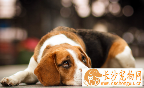 犬结核病 本病是由结核分枝杆菌所引起的