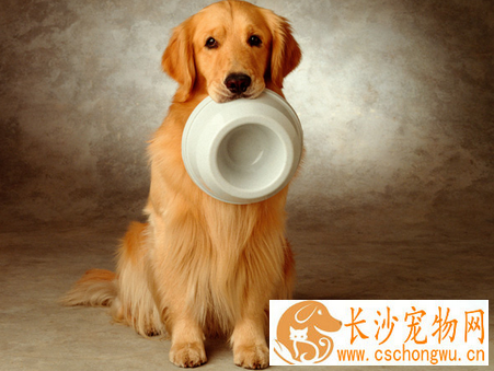 犬大肠杆菌病的防治 易发生在新生犬身上