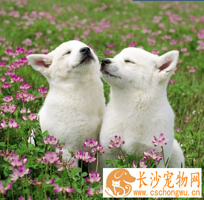 什么是犬钩虫病 详解犬钩虫病吃什么药