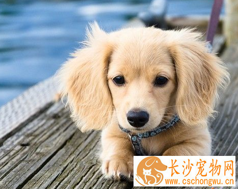 犬鞭虫病 主要危害幼犬严重会导致死亡