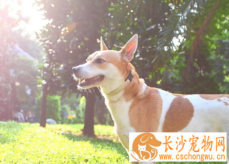 犬旋毛虫病 是一种重要的人兽共患寄生虫病