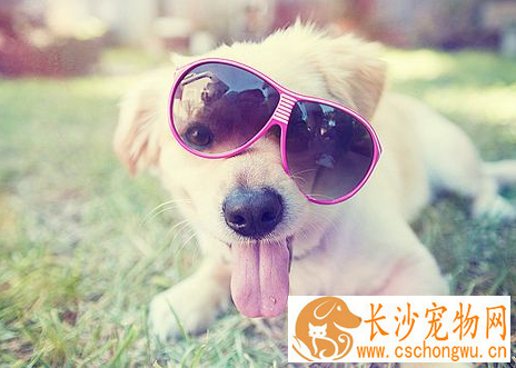 犬心丝虫病怎么治疗 应用硫胂酰胺钠驱虫