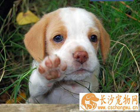 犬眼虫病 狗狗患了犬眼虫病怎么治疗