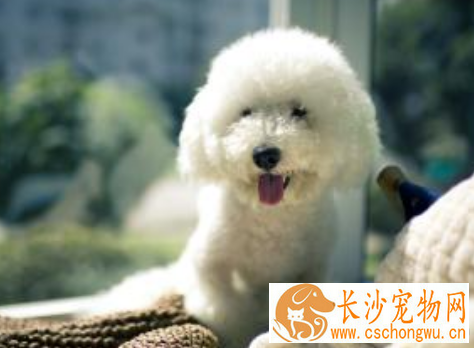 犬绦虫病 详解犬绦虫病的症状及防治方法