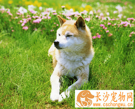 犬肝吸虫病 犬肝吸虫病的症状及防治方法