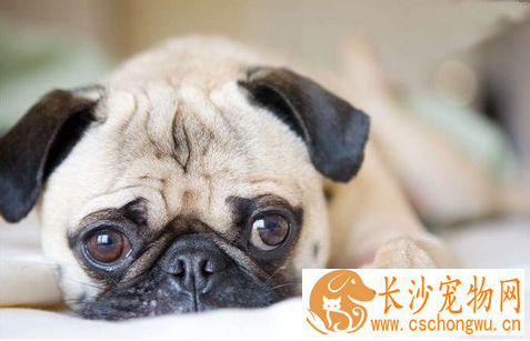 犬螨病 多发于冬季常见于卫生条件很差的犬