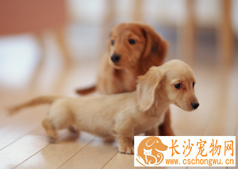犬蠕形螨病 详解狗狗得了蠕形螨怎么办