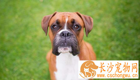 狗狗身上有跳蚤怎么办 注意搞好犬体卫生