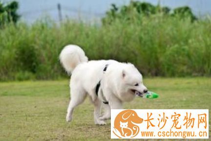 犬巴贝斯虫病能治好吗 可用三氮脒治疗