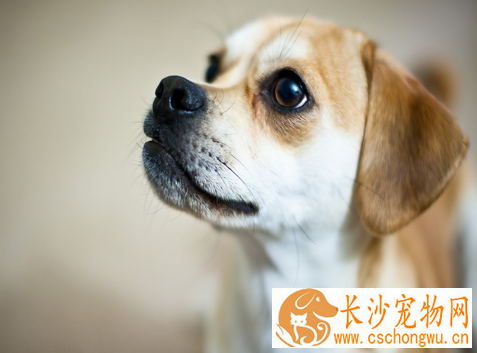 犬黑热病 犬黑热病的症状及防治方法