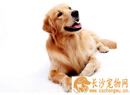 狗狗口炎有什么症状 病犬拒食粗硬饲料
