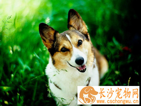 狗狗得了咽炎怎么办 消除炎症加强护理