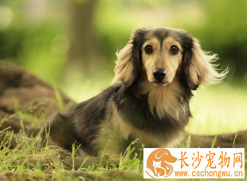 狗狗感冒了怎么办 改善饲养管理条件