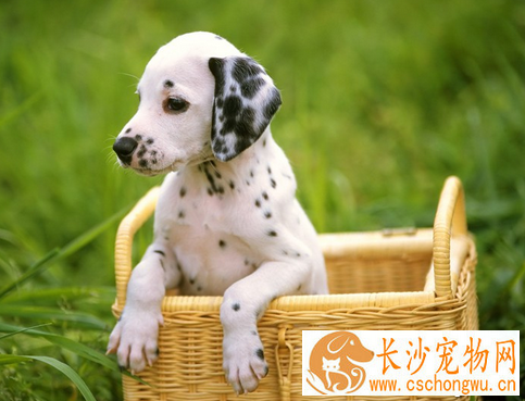 狗狗得了鼻炎怎么办 除去病因置于温暖环境