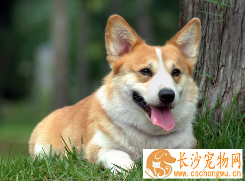 狗狗心力衰竭怎么办 加强护理增强心肌收缩力