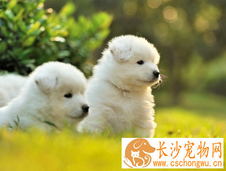 狗狗得了佝偻病怎么办 药物治疗加强饲养管理