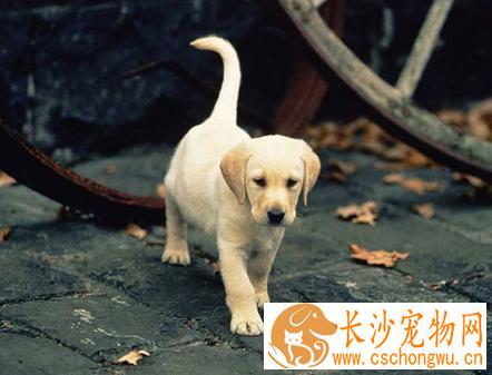 狗狗得结膜炎怎么处理 可涂抹四环素眼膏