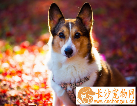 狗狗的外耳炎有什么症状 是外耳道的炎症