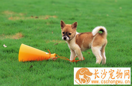 狗不育症是什么 详解母犬公犬不育症的知识