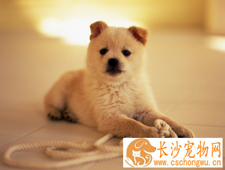 狗狗得了乳腺炎怎么治 乳腺炎应早期治疗