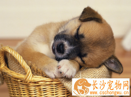 狗狗抽搐怎么回事 揭狗狗产后抽搐的预防方法