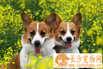 狗狗中毒的症状是什么 一般会呕吐腹泻等
