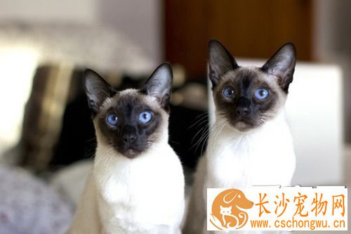 暹罗猫不吃东西 很可能因为生病