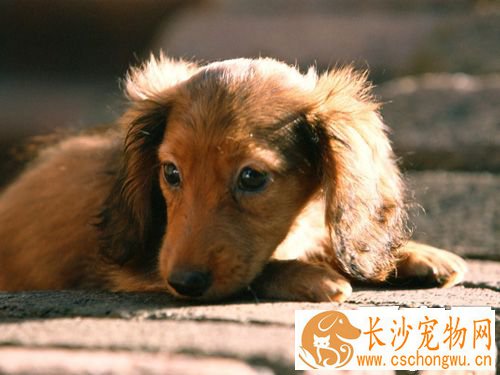 腊肠犬皮肤病 耐心的去处理及时治疗