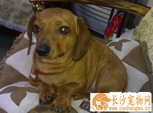 腊肠犬常见疾病 比较多不适合初养者饲养