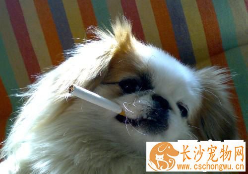京巴狗的皮肤病 主人怎样去养护它
