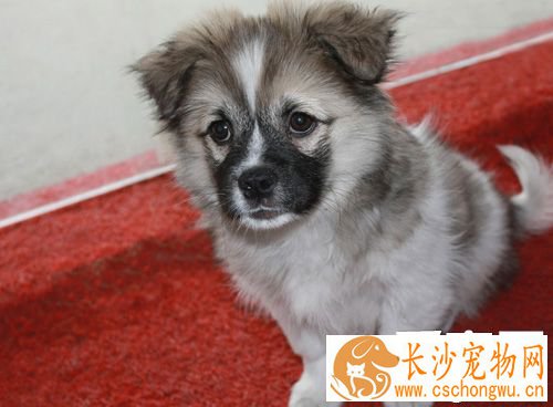 京巴常见病 需要提前预防什么