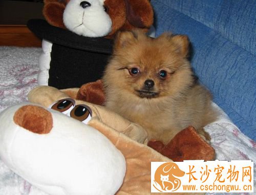 博美犬生病了怎么办 尽快去宠物医院检查