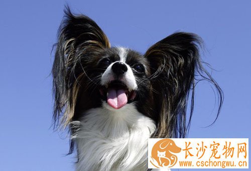 蝴蝶犬不吃东西 主人首先应该找到病因