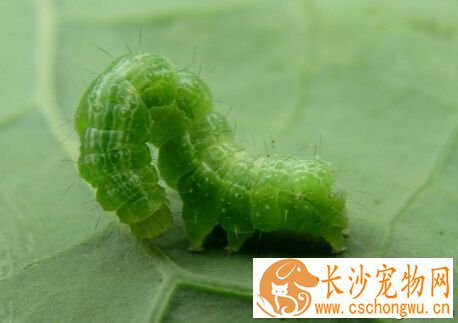 被虫子咬了怎么办 用肥皂水或小苏打冲洗