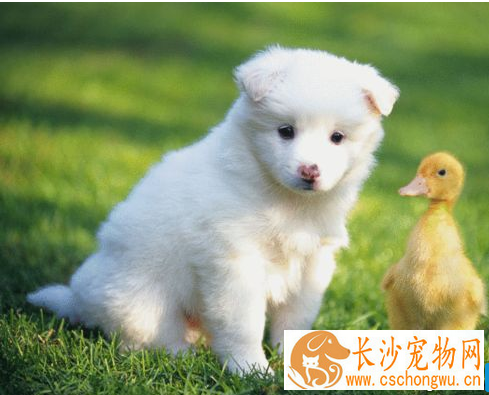  被跳蚤咬了怎么办 花露水枫油精能有效资料
