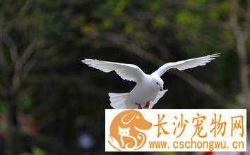 鸽子副伤寒的诊治 用环丙沙星针剂肌肉注射