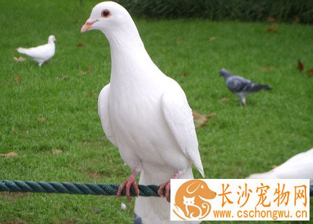 鸽子长痘怎样治疗 以“鸽痘精”涂抹于患部