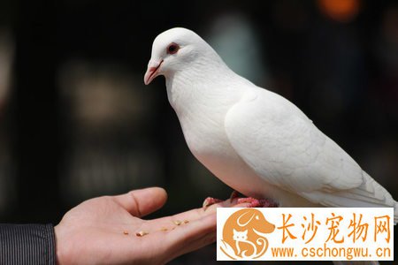 鸽子软脚病怎么诊治 及时补充维生素D