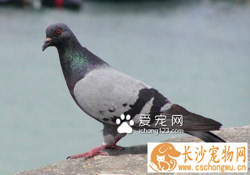 信鸽