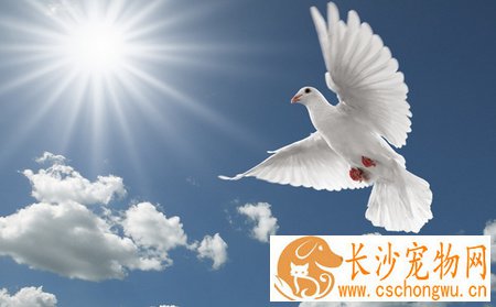 鸽子消瘦病的症状有哪些 用朱砂治消瘦病